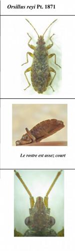 Réf. 204 414 : Orsillus reyi